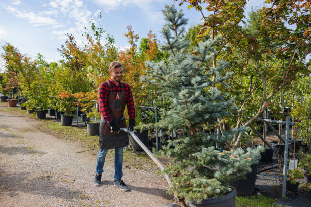  Ave Maria, FL Tree Removal and Landscaping Services Pros